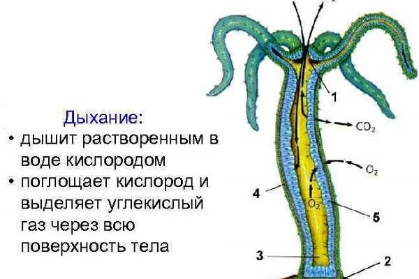 Почему не работает кракен